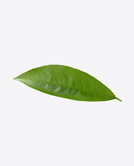 Green Leaf