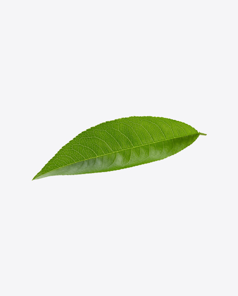 Green Leaf