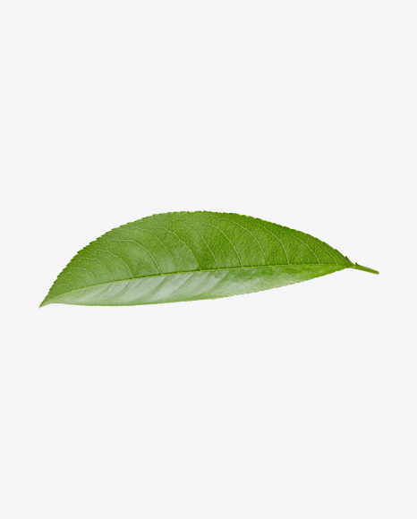 Green Leaf