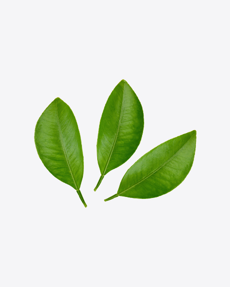 Mango Leaves