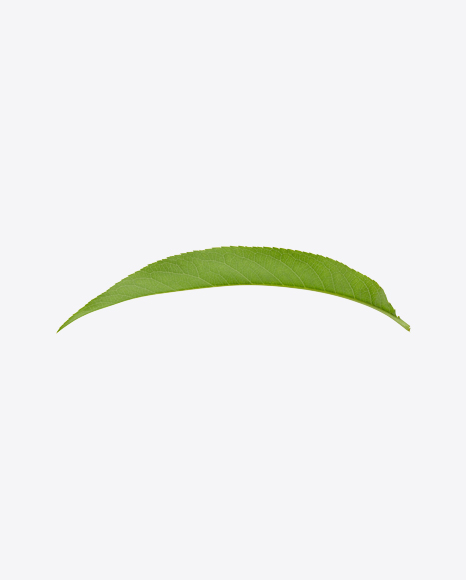 Green Leaf