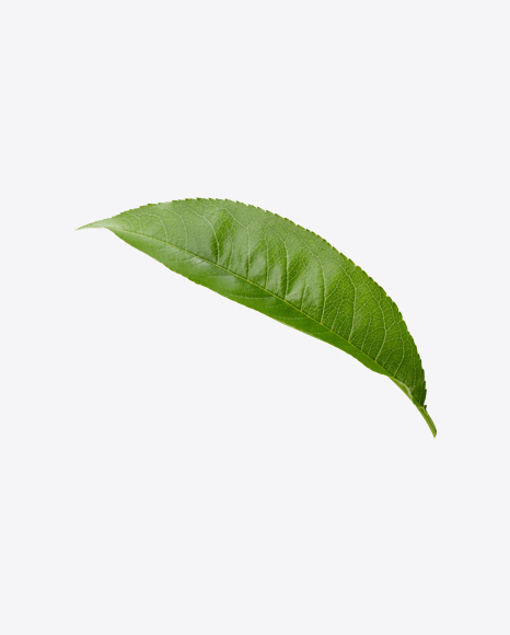 Green Leaf