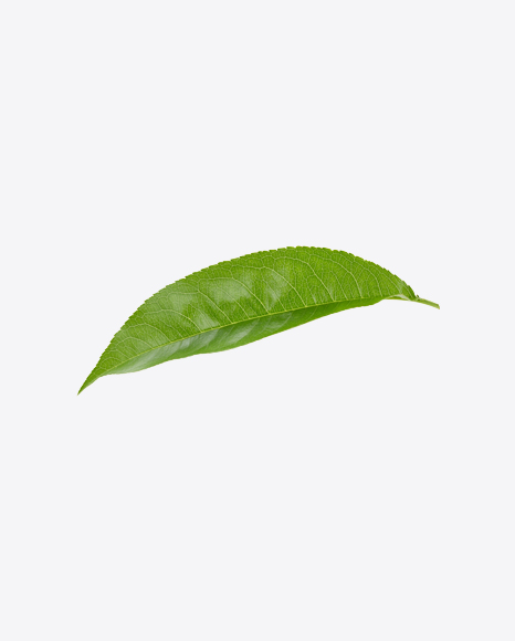 Green Leaf