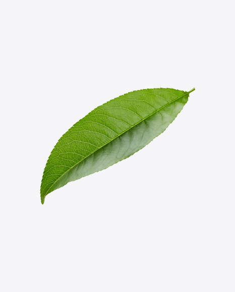 Green Leaf