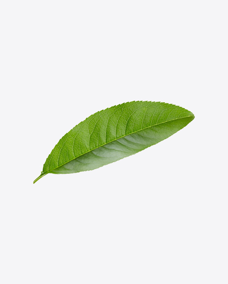 Green Leaf