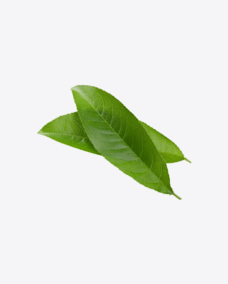 Two Green Leaves