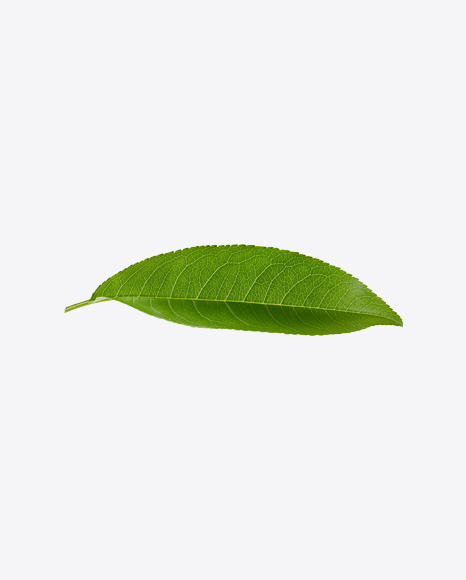 Green Leaf