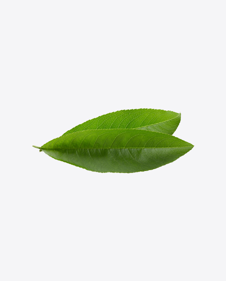 Green Leaves