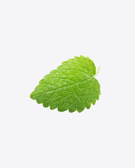 Lemon Balm Leaf PNG