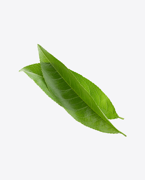 Green Leaves