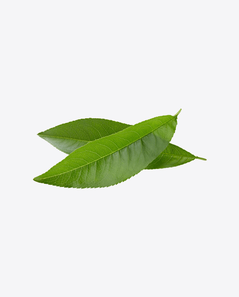 Green Leaves