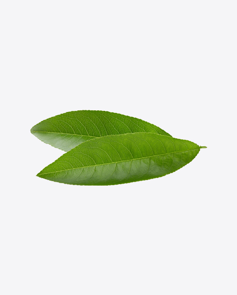 Green Leaf