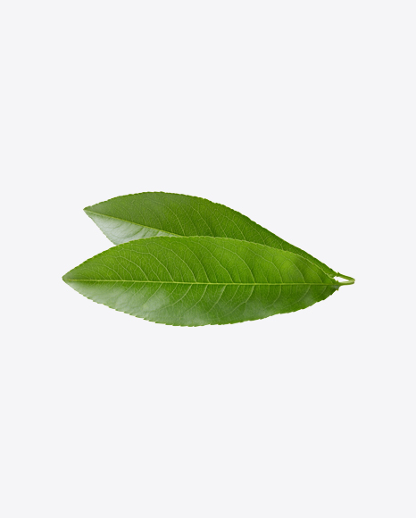 Green Leaf