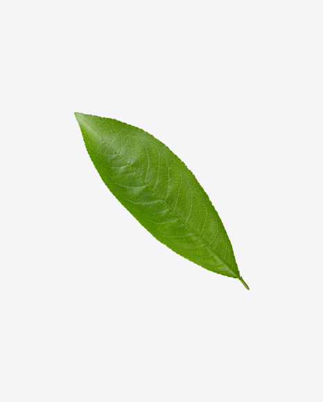Green Leaf