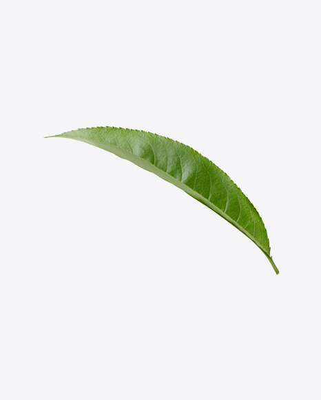 Green Leaf