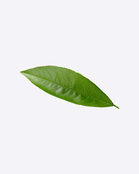 Green Leaf