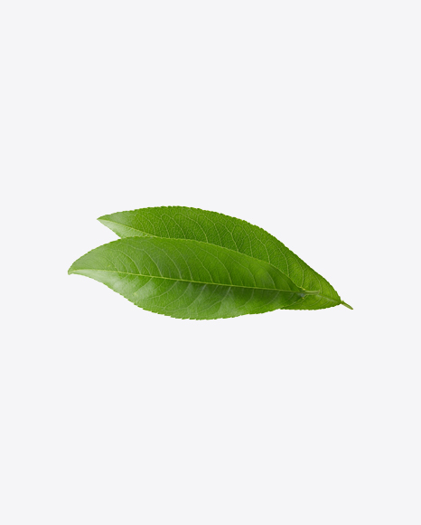 Green Leaf