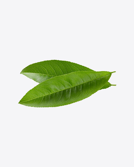 Green Leaves