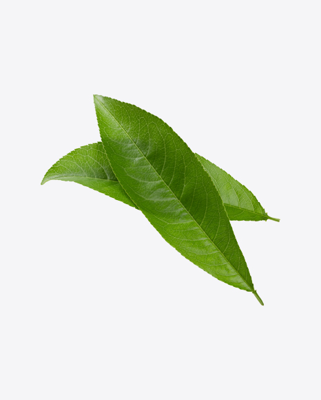 Green Leaves