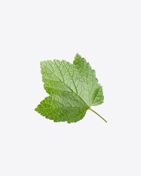 Currant Leaf