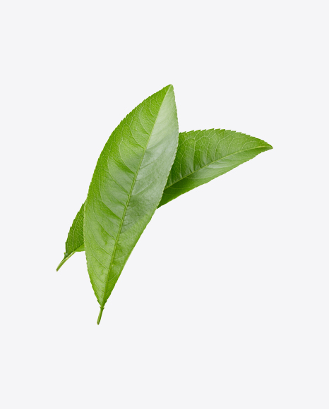 Green Leaves