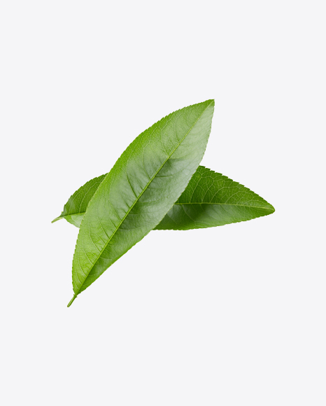 Green Leaves