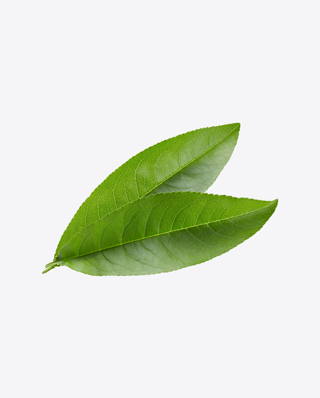 Green Leaves