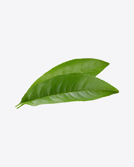 Green Leaves