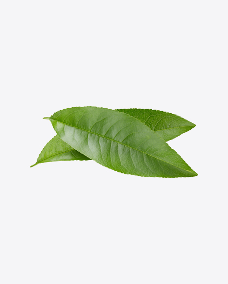 Green Leaves