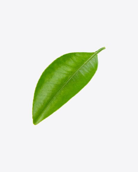 Green Leaf