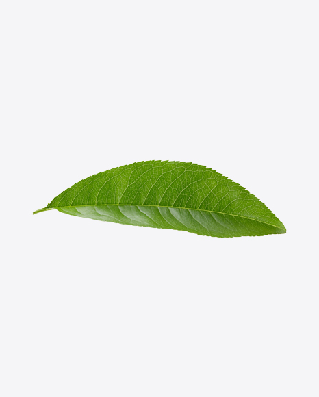 Green Leaf