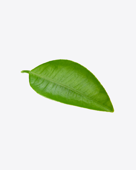 Green Leaf