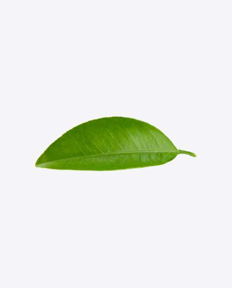 Green Leaf