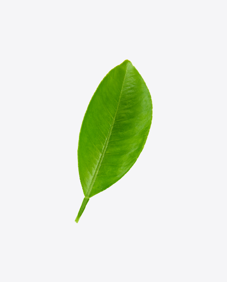 Green Leaf