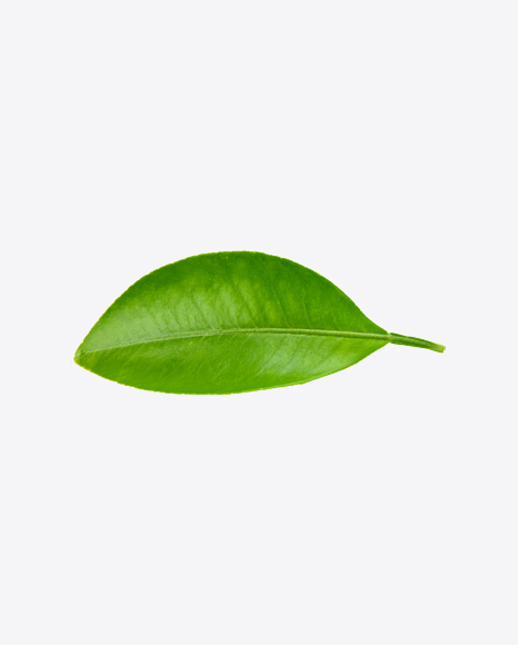 Green Leaf