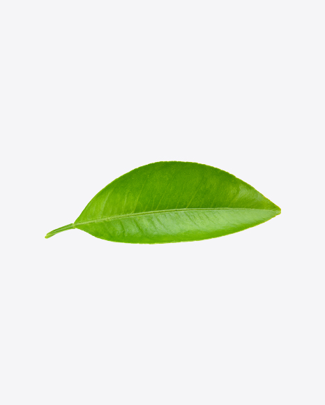 Green Leaf