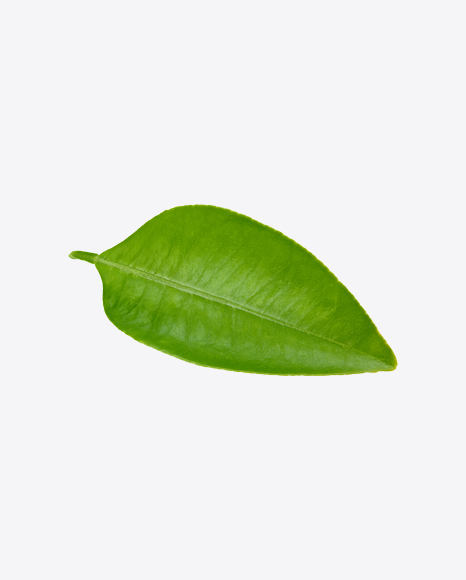 Green Leaf