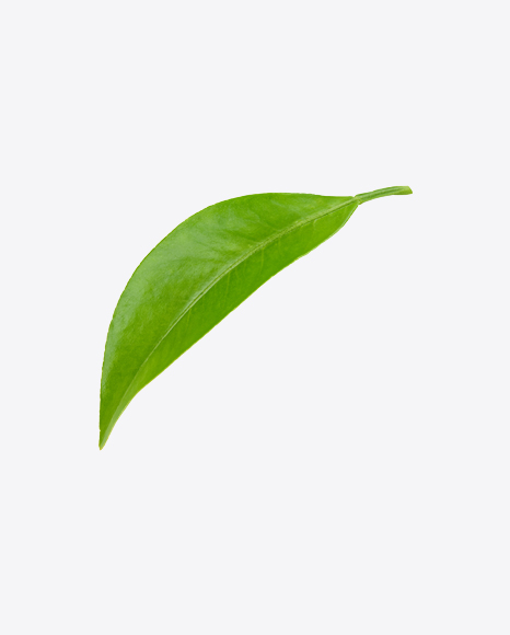 Green Leaf