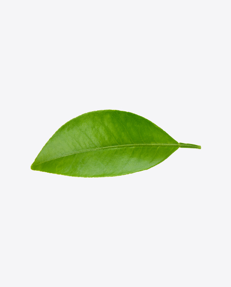 Green Leaf