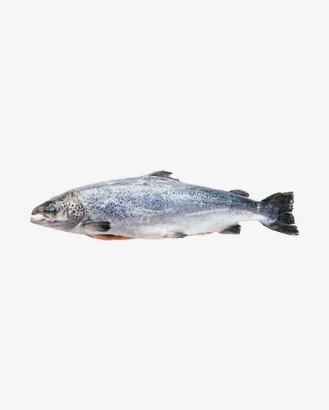 Raw Trout PNG
