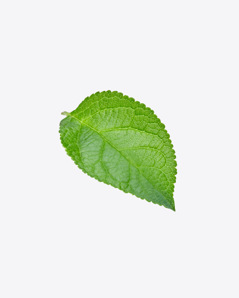 Green Leaf