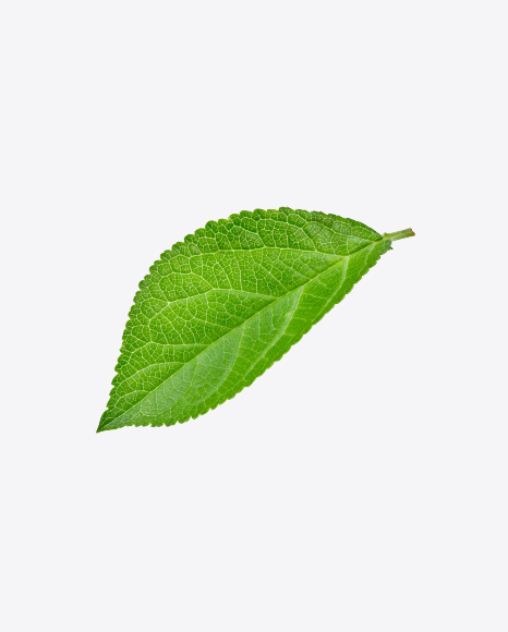 Green Leaf