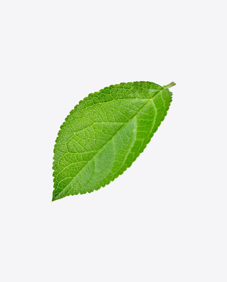 Green Leaf