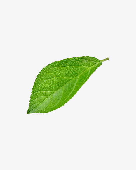 Green Leaf