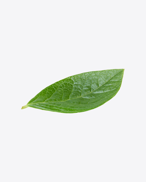 Green Leaf
