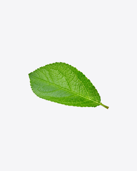 Green Leaf