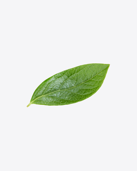 Green Leaf
