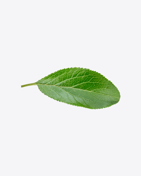 Green Leaf