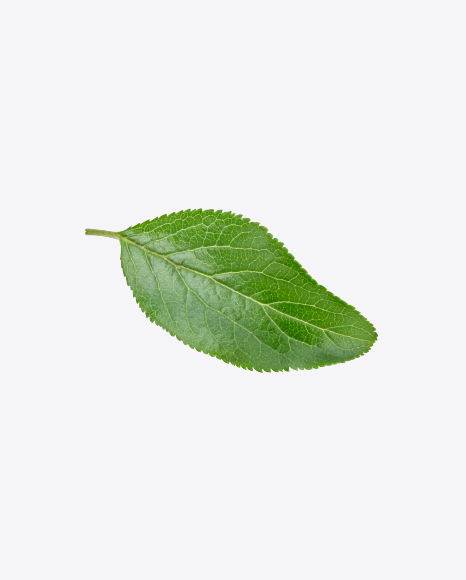 Green Leaf