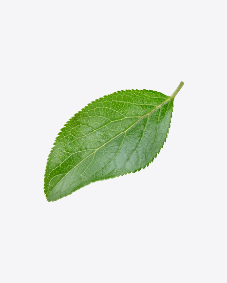 Green Leaf